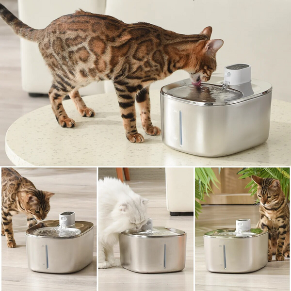 KittySpout Hydration Fountain